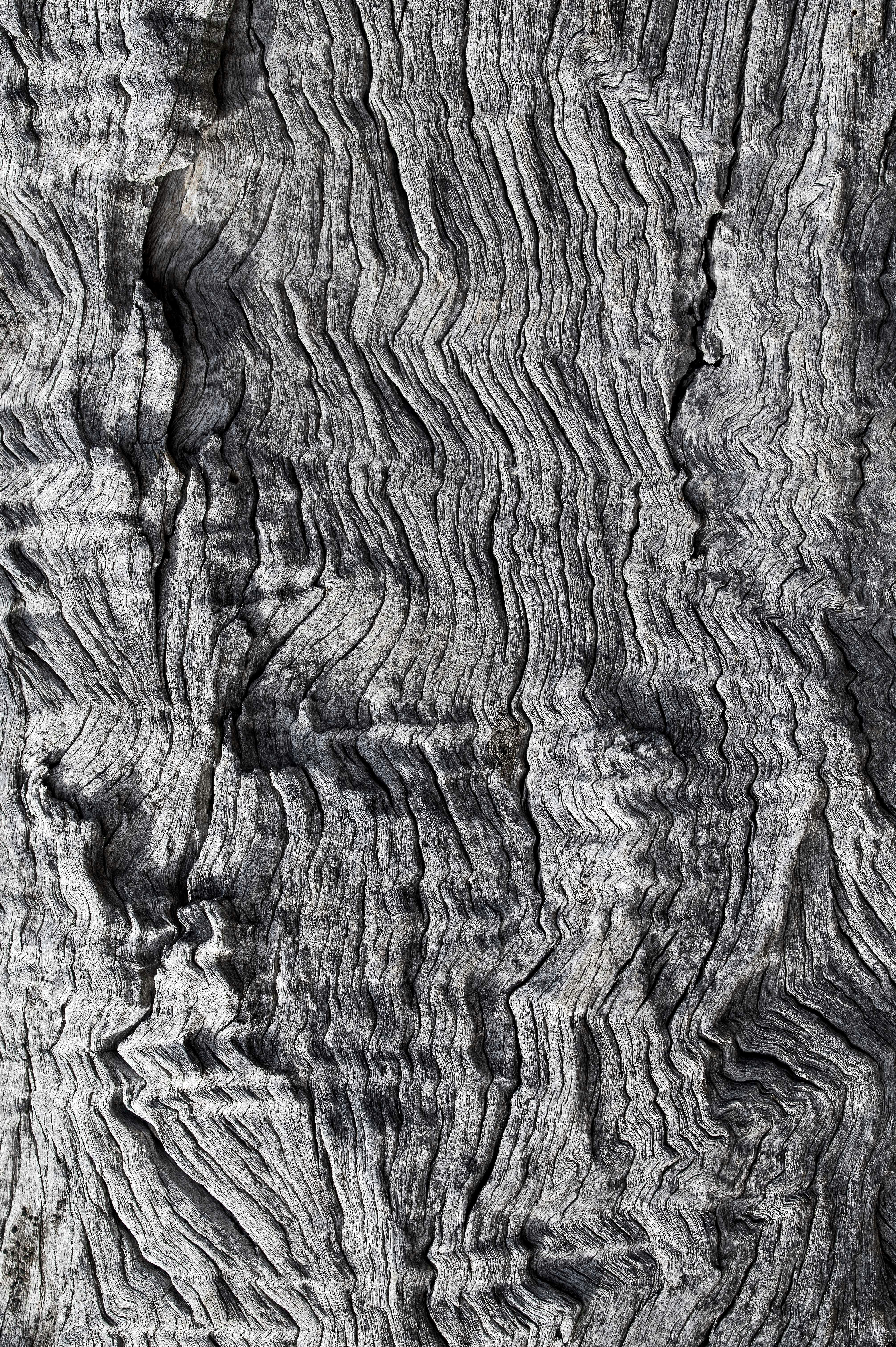 grey and black tree trunk